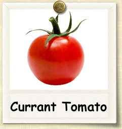 How to Grow Currant Tomato | Guide to Growing Currant Tomatoes