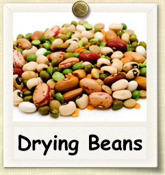 How to Grow Drying Beans | Guide to Growing Drying Beans