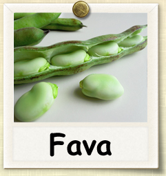 How to Grow Fava Beans | Guide to Growing Fava Beans