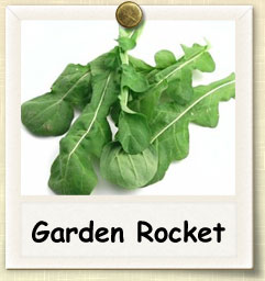 How to Grow Garden Rocket | Guide to Growing Garden Rocket