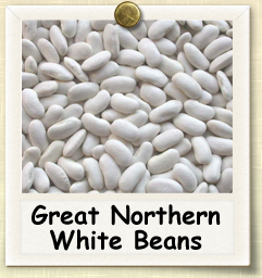 How to Grow Great Northern White Beans | Guide to Growing Great Northern White Beans