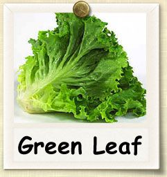 How to Grow Green Leaf Lettuce | Guide to Growing Green Leaf Lettuce