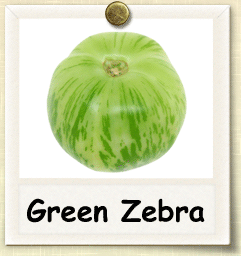 How to Grow Green Zebra Tomato | Guide to Growing Green Zebra Tomatoes