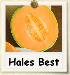How to Grow Hales Best Cantaloupe | Guide to Growing Hales Best Cantaloupe