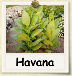 How to Grow Cuban Havana Tobacco | Guide to Growing Cuban Havana Tobacco