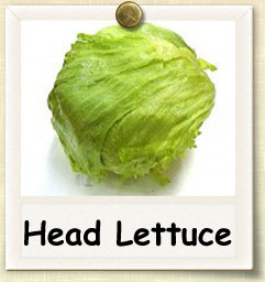 How to Grow Head Lettuce | Guide to Growing Head Lettuce