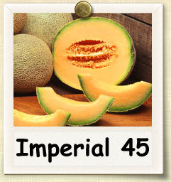 How to Grow Imperial 45 Cantaloupe | Guide to Growing Imperial 45 Cantaloupe