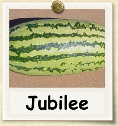 How to Grow Jubilee Watermelon | Guide to Growing Jubilee Watermelon