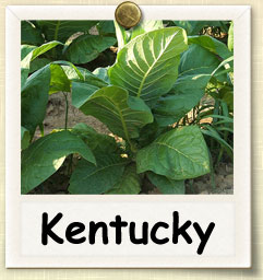 How to Grow Kentucky Tobacco | Guide to Growing Kentucky Tobacco