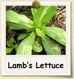 How to Grow Lamb's Lettuce | Guide to Growing Lamb's Lettuce