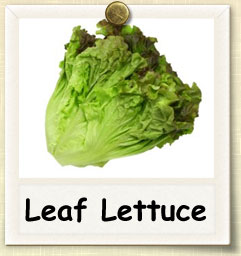 How to Grow Leaf Lettuce | Guide to Growing Leaf Lettuce
