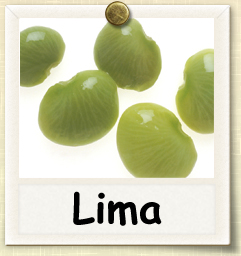 How to Grow Lima Beans | Guide to Growing Lima Beans