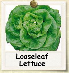 How to Grow Looseleaf Lettuce | Guide to Growing Looseleaf Lettuce