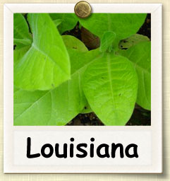 How to Grow Louisiana Tobacco | Guide to Growing Louisiana Tobacco
