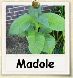 How to Grow Madole Tobacco | Guide to Growing Madole Tobacco