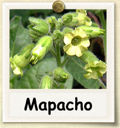How to Grow Mapacho Tobacco | Guide to Growing Mapacho Tobacco