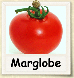 How to Grow Marglobe Tomato | Guide to Growing Marglobe Tomatoes