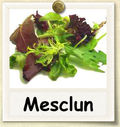 How to Grow Mesclun Mix Greens | Guide to Growing Mesclun Mix Greens