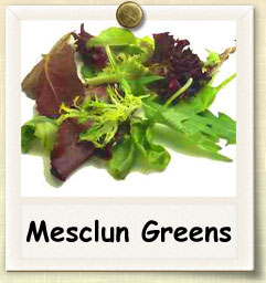 How to Grow Mesclun Greens | Guide to Growing Mesclun Greens