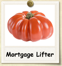 Mortgage Lifter Groco * Pomodoro 10 Semi Heirloom 