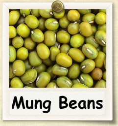 How to Sprout Mung Beans | Guide to Sprouting Mung Beans