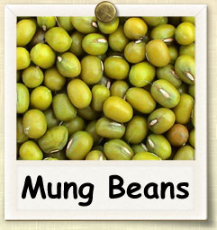 How to Grow Mung Sprouts | Guide to Growing Mung Sprouts