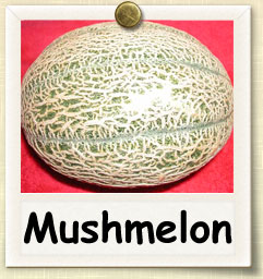 How to Grow Mushmelon | Guide to Growing Mushmelon
