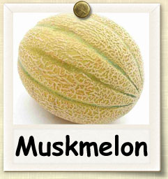 How to Grow Muskmelon | Guide to Growing Muskmelon