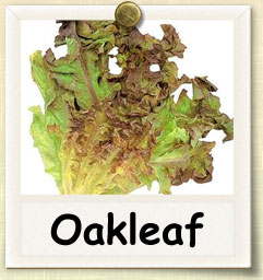 How to Grow Oakleaf Lettuce | Guide to Growing Oakleaf Lettuce