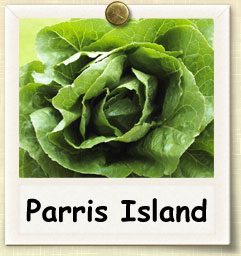 How to Grow Parris Island Romaine Lettuce | Guide to Growing Parris Island Romaine Lettuce