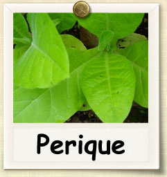 How to Grow Perique Tobacco | Guide to Growing Perique Tobacco