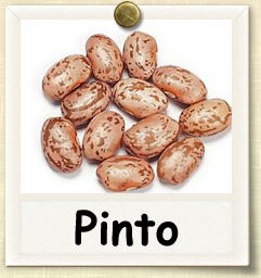 How to Grow Pinto Beans | Guide to Growing Pinto Beans