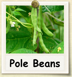 How to Grow Pole Beans | Guide to Growing Pole Beans