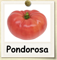 How to Grow Ponderosa Tomato | Guide to Growing Ponderosa Tomatoes