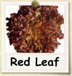 How to Grow Red Leaf Lettuce | Guide to Growing Red Leaf Lettuce