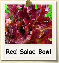 How to Grow Red Salad Bowl Lettuce | Guide to Growing Red Salad Bowl Lettuce