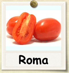 Roma Tomato Size Chart