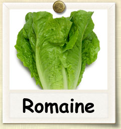 How to Grow Romaine Lettuce | Guide to Growing Romaine Lettuce