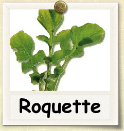 How to Grow Roquette | Guide to Growing Roquette