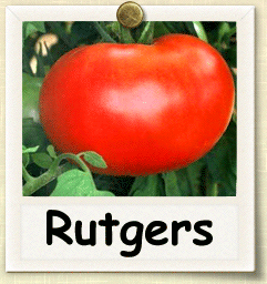 How to Grow Rutgers Tomato | Guide to Growing Rutgers Tomatoes