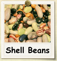 How to Grow Shell Beans | Guide to Growing Shell Beans