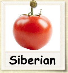 Siberian Tomato