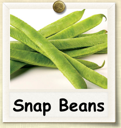 How to Grow Snap Beans | Guide to Growing Snap Beans