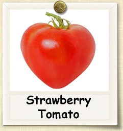 How to Grow Strawberry Tomato | Guide to Growing Strawberry Tomatoes