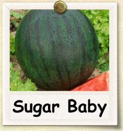 How to Grow Sugar Baby Watermelon | Guide to Growing Sugar Baby Watermelon