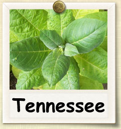 How to Grow Tennessee Tobacco | Guide to Growing Tennessee Tobacco