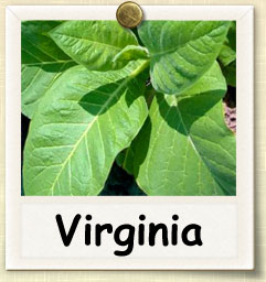 How to Grow Virginia Tobacco | Guide to Growing Virginia Tobacco
