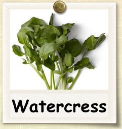 How to Grow Watercress | Guide to Growing Watercress