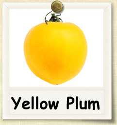 How to Grow Yellow Plum Tomato | Guide to Growing Yellow Plum Tomatoes