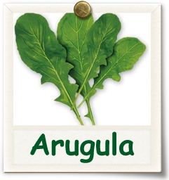 Heirloom Arugula Seed - Seeds of Life